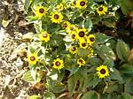 Rudbeckia