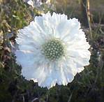 Scabiosa