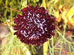 Scabiosa