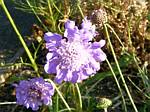 Scabiosa