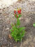 Spigelia marilandica