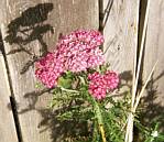 Yarrow