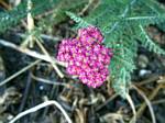 Yarrow