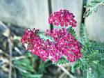 Yarrow