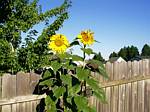 Sunflower (mammoth)