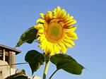 Sunflower (mammoth)