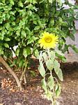 Sunflower (mammoth)