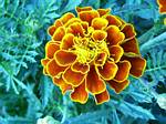 Marigold