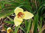 Mexican Shell Flower