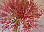 Blood Lily (haemanthus)