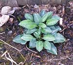 Hosta