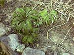 Shreaded Umbrella Plant (syneilesis aconitifolia)