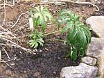 Shreaded Umbrella Plant (syneilesis aconitifolia)