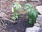 Shreaded Umbrella Plant (syneilesis aconitifolia)