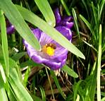 Crocus specious (with honey bee)