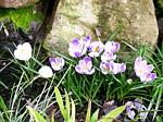 Crocus