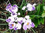 Crocus