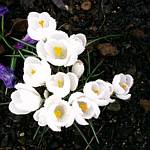 Crocus