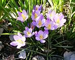 Crocus