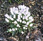 Crocus