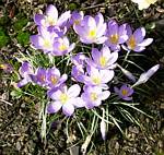 Crocus