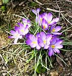 Crocus