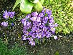 Crocus