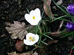 Crocus