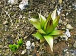 Crown Imperial (fritillaria)