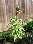 Crown Imperial (fritillaria)