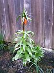 Crown Imperial (fritillaria)