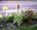 Crown Imperial (fritillaria)