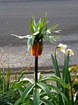 Crown Imperial (fritillaria)