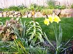 Crown Imperial (fritillaria)