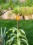 Crown Imperial (fritillaria)