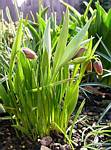 Michailovskyi fritillaria