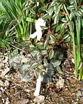 Cyclamen Neapolitanum