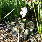 Cyclamen Neapolitanum