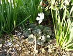 Cyclamen Neapolitanum