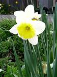 Daffodil