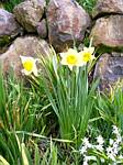 Daffodil