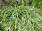 Grape Hyacinth (Muscari)