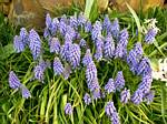 Grape Hyacinth (Muscari)