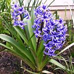 Hyacinth