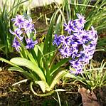 Hyacinth