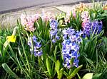 Hyacinth
