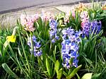 Hyacinth