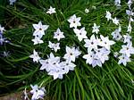 Ipheion