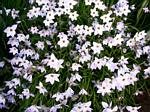 Ipheion