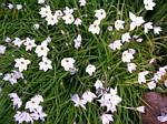 Ipheion